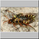 Nomada lathburiana - Wespenbiene 07b 10mm Paarung.jpg